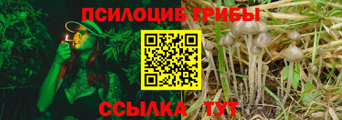 как найти наркотики  Вход с VPN  Новодвинск  Псилоцибиновые грибы Psilocybe  Галлюциногенные грибы прущие грибы 